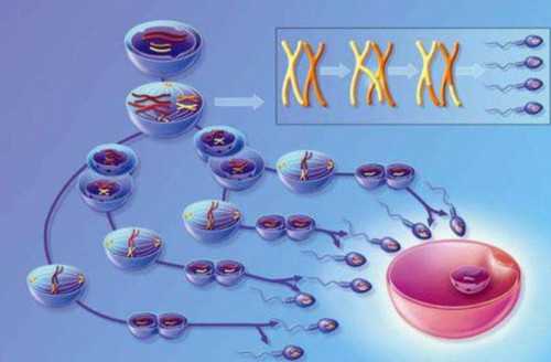 上海生育金有多少？上海二胎有生育金吗？