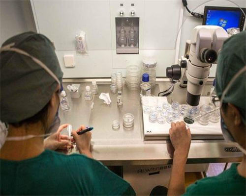 2026辅助生殖医疗：试管助孕成功率与费用深度解析