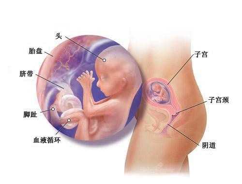 深圳代怀代生孕_青岛做试管婴儿的价格是多少？